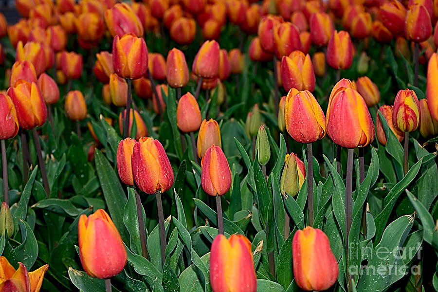 Just Tulips by Kaye Menner  Photograph by Kaye Menner
