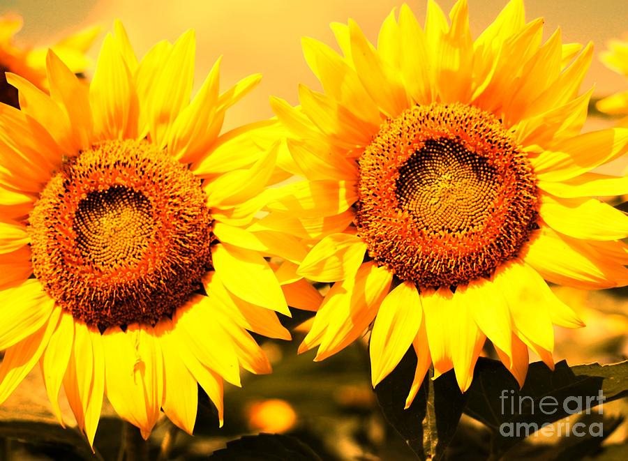 Sunflower Photograph - Just Two by Kathleen Struckle