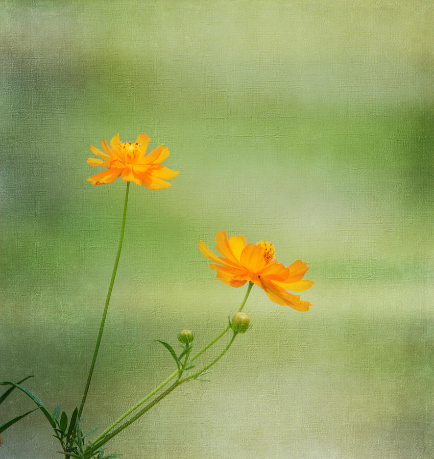 Flower Photograph - Just Two by Kim Hojnacki