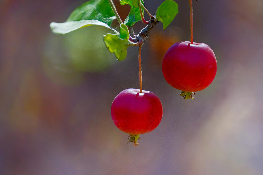 Just Two Little Crabapples Photograph by Janis Knight