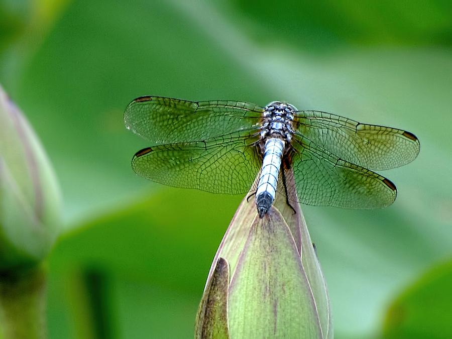 Dragonfly Photograph - Just Visiting by Jennifer Wheatley Wolf