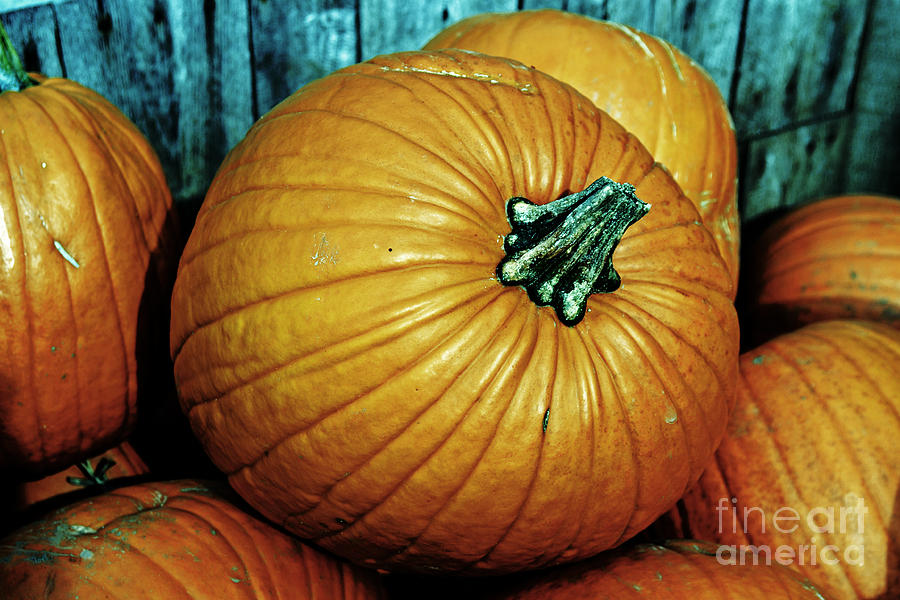 Pumpkin Photograph - Just Waiting to be Pie by Kevin Fortier