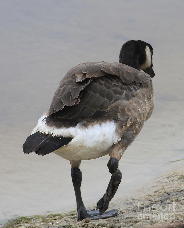Goose Photograph - Just Walk Away by Cathy Lindsey