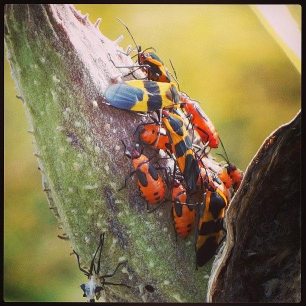 Fall Photograph - Milkweed Beetles by Laura Doty