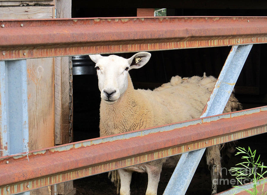 Sheep Photograph - Just woke up by Tina M Wenger