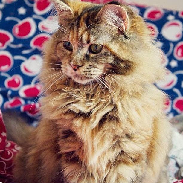 Mainecoon Photograph - Just Zelda Being Awesome And Fluffy by Princess White
