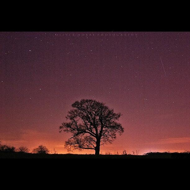 Just...another Tree...at Night....again Photograph by Ollie Hobbs