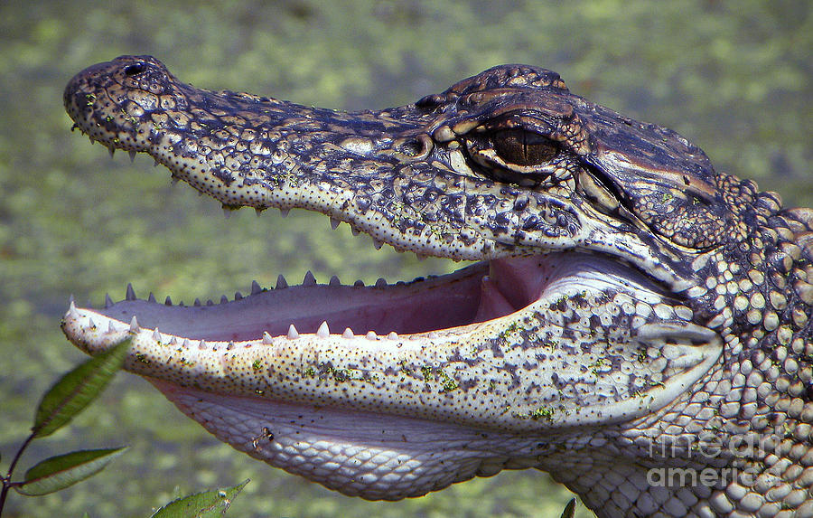 Juvenal Alligator Photograph by Savannah Gibbs