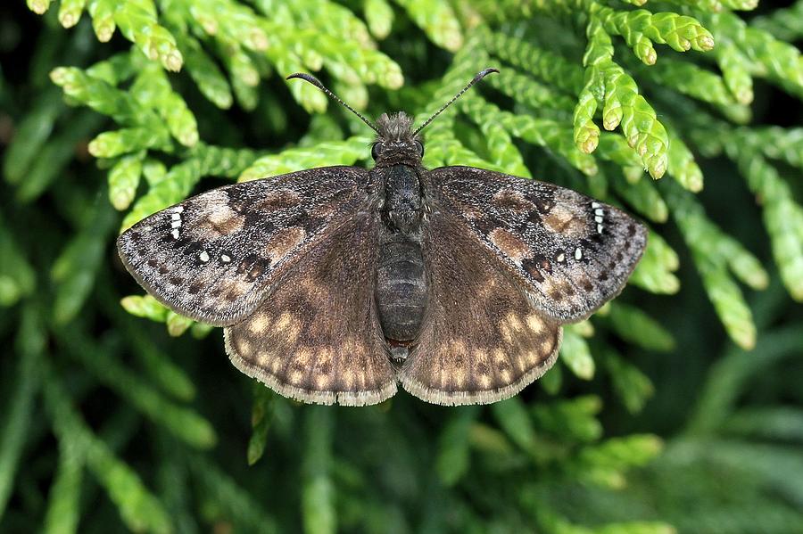 Juvenals Duskywing Butterfly Photograph by Doris Potter