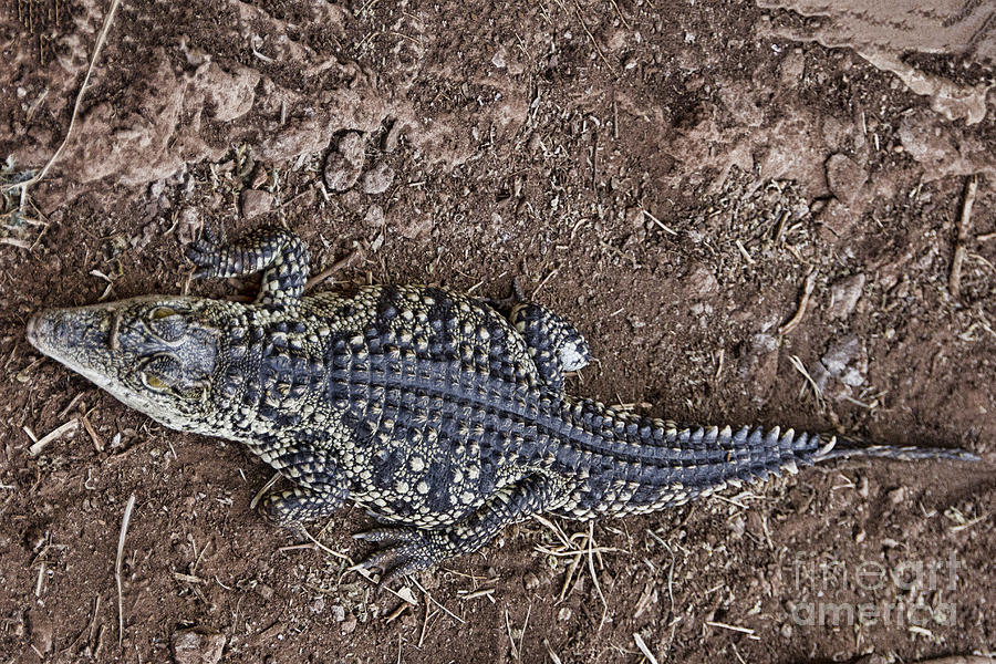 Juvenile African Crocodile Photograph by Douglas Barnard
