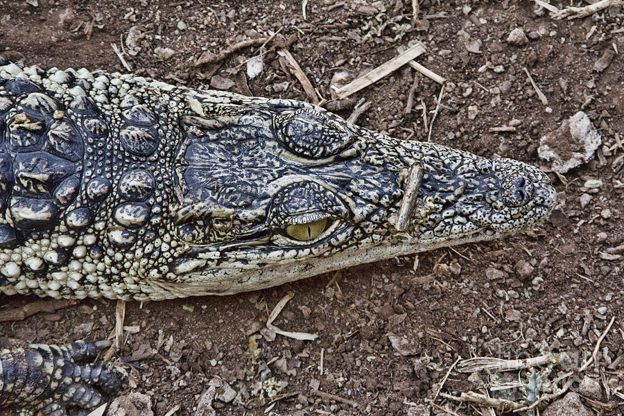 Juvenile African Crocodile V2 Photograph by Douglas Barnard
