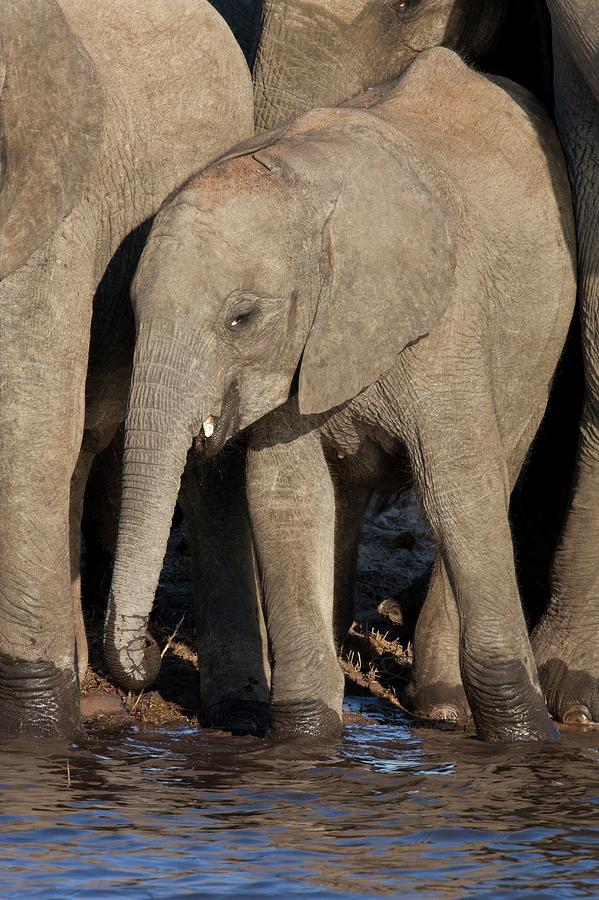Juvenile African Elephant Photograph by Steve Allen/science Photo Library