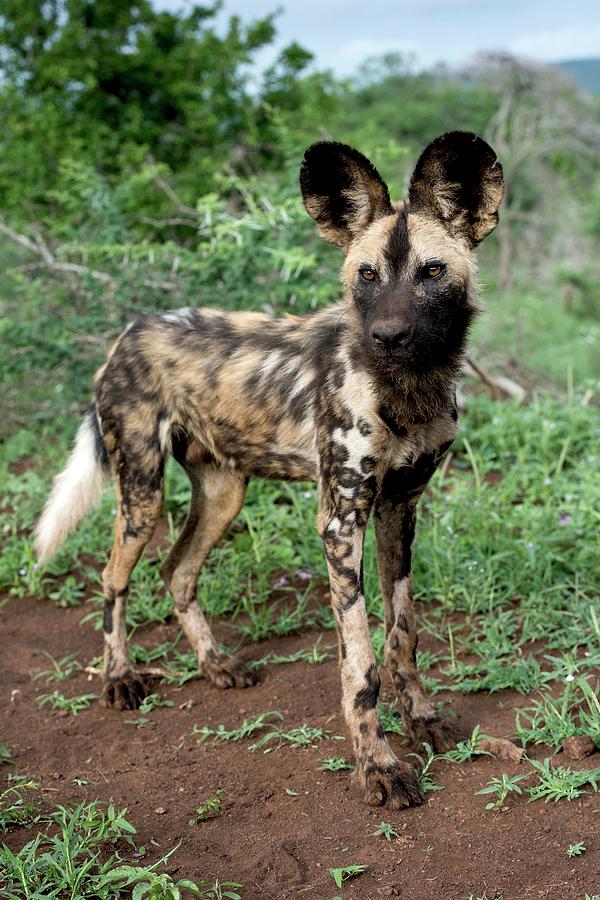 Juvenile African Hunting Dog Photograph By Tony Camacho Science Photo   Juvenile African Hunting Dog Tony Camachoscience Photo Library 