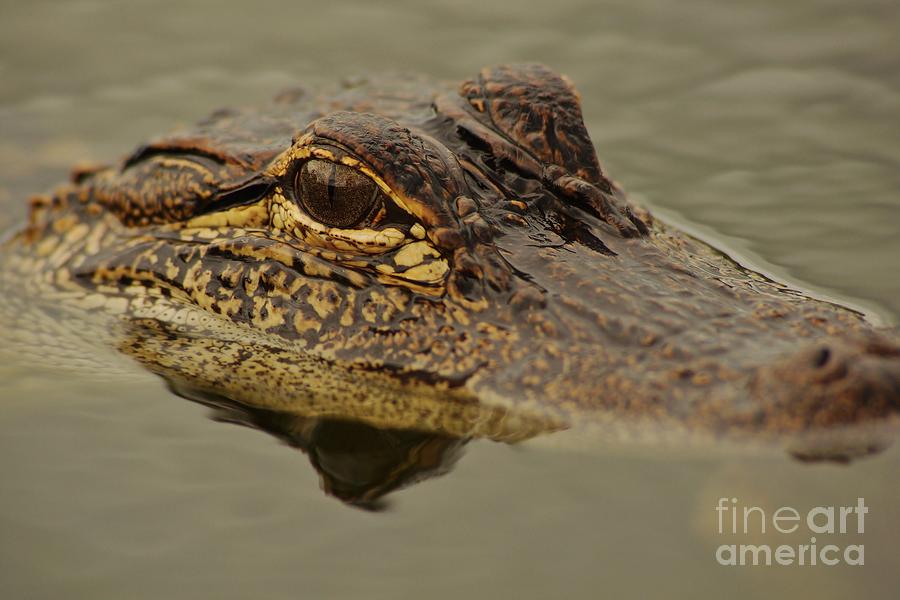 Juvenile Alligator Photograph by Lynda Dawson-Youngclaus