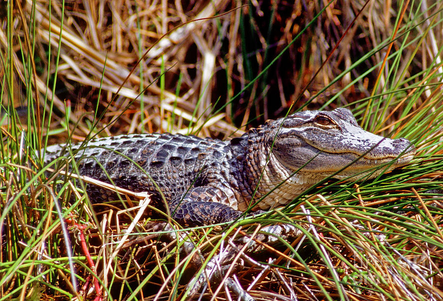 Juvenile American Alligator Photograph by Millard H. Sharp