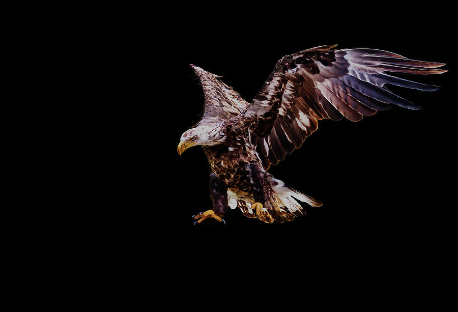 Juvenile American Bald Eagle In-flight Photograph by Haydn Bartlett Photography