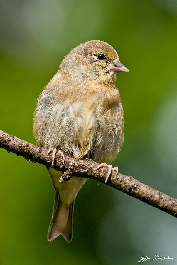 Juvenile American Goldfinch Photograph by Jeff Goulden