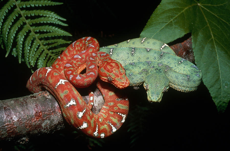 Juvenile And Adult Emerald Tree Boas Photograph by Karl H. Switak