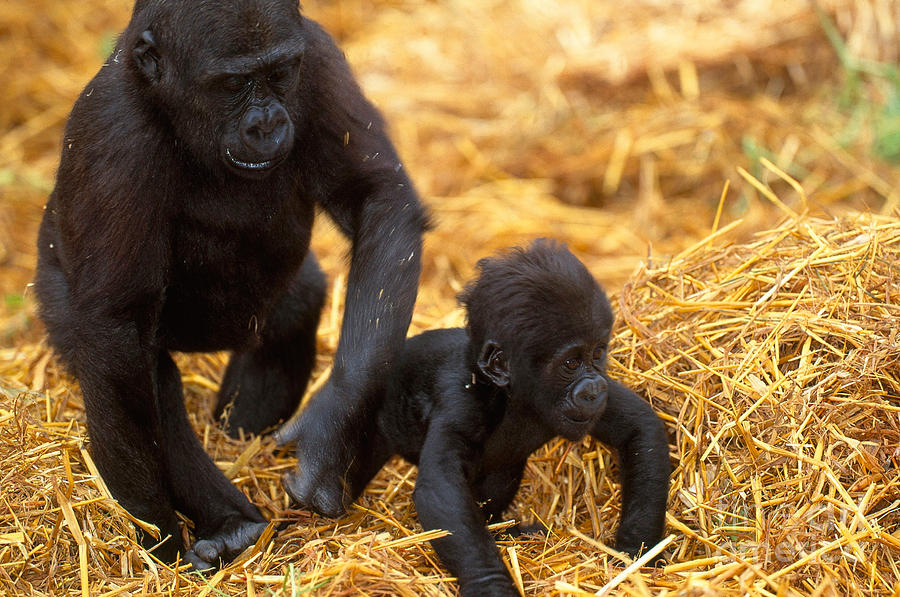 Wildlife Photograph - Juvenile And Baby Lowland Gorillas by Art Wolfe