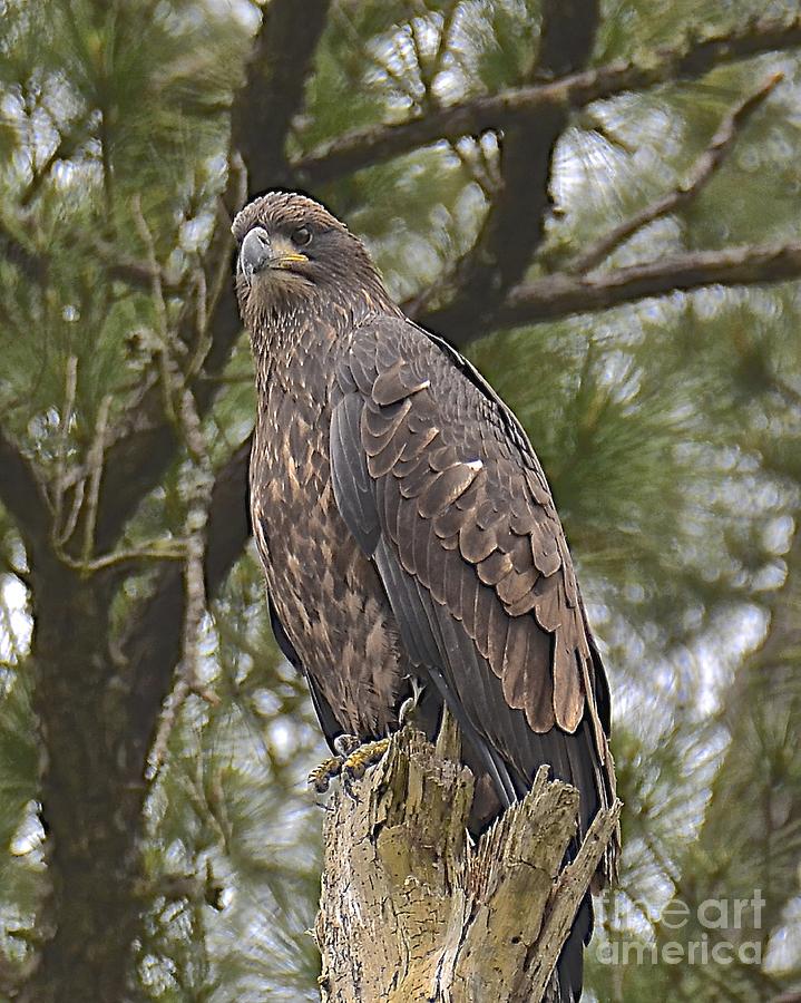Juvenile Bald Eagle Photograph by Carol  Bradley