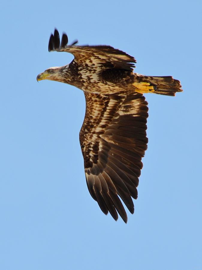 Juvenile Bald Eagle Close Up In Flight Photograph by Jeff at JSJ Photography