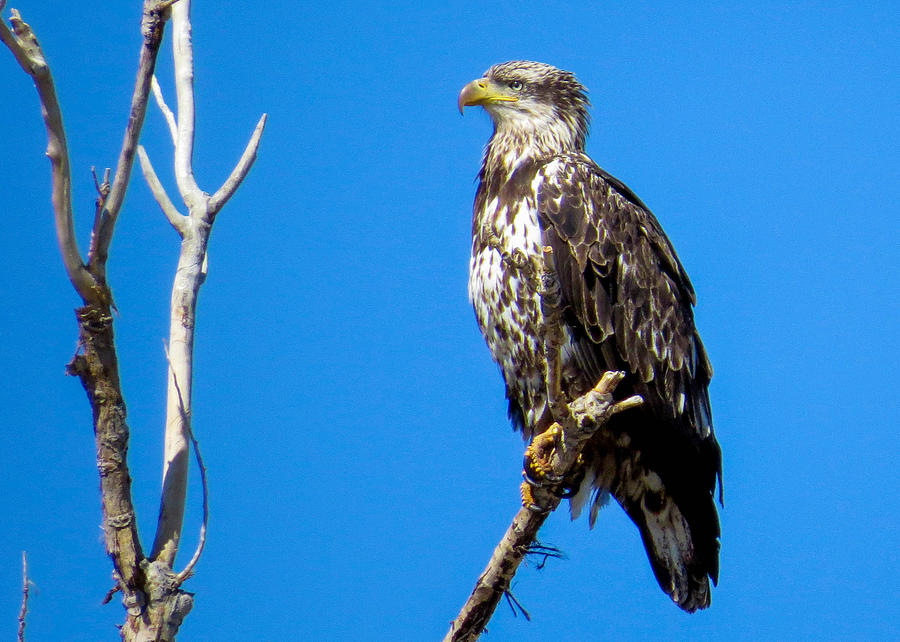 Juvenile Bald Eagle Photograph by Dawn Key
