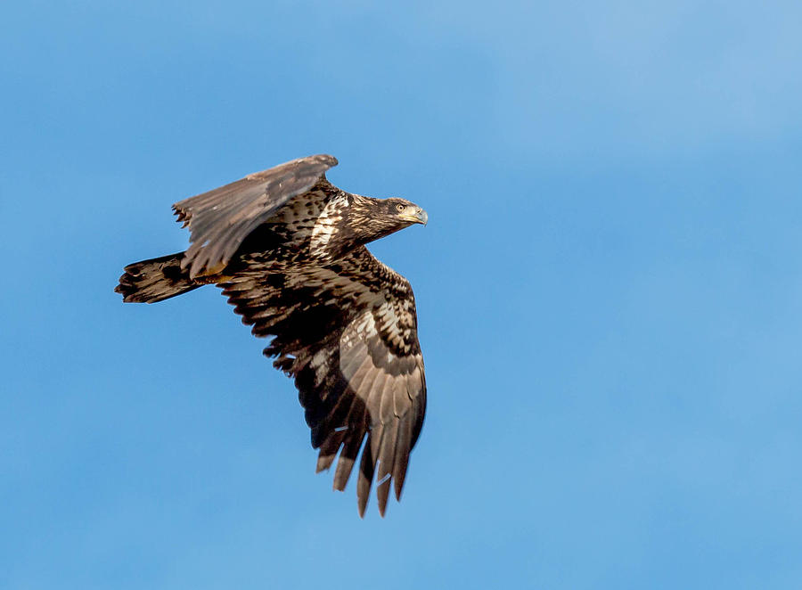 Juvenile Bald Eagle in Flight Photograph by Dawn Key