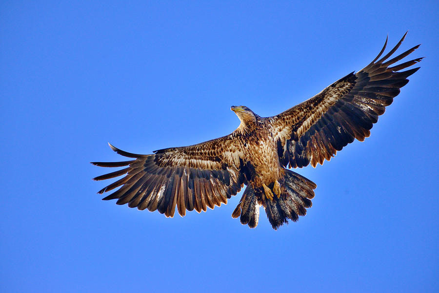 Eagle Photograph - Juvenile Bald Eagle In Flight by Greg Norrell