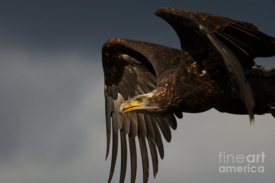 Juvenile bald eagle in flight Photograph by Nick  Biemans