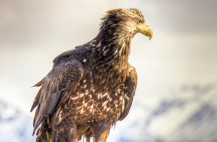 Juvenile Bald Eagle in Homer Alaska Photograph by Natasha Bishop