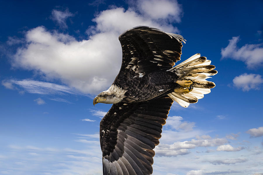Juvenile Bald Eagle Photograph by Jack R Perry