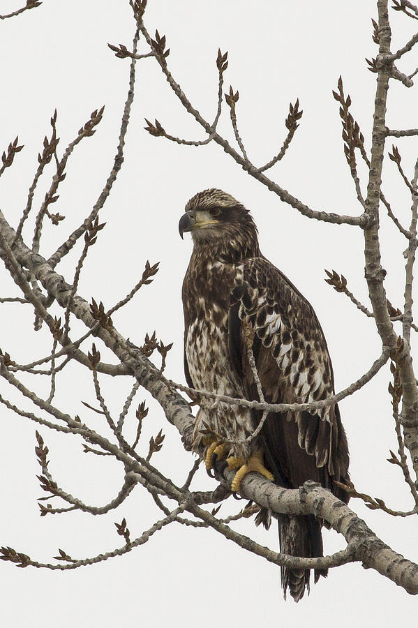 Juvenile Bald Eagle Photograph by Joni Denker - Fine Art America