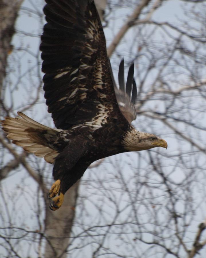 Juvenile Bald Eagle Photograph by James Peterson