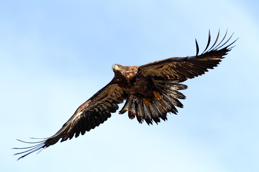 Juvenile Bald Eagle Photograph by Mike Farslow