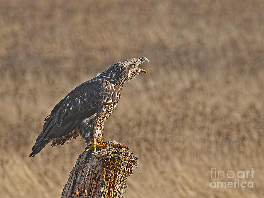 Eagle Photograph - Juvenile Bald Eagle on Stump 2 by Sharon Talson