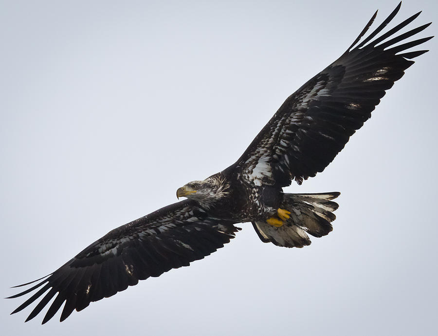 Bird Photograph - Juvenile Bald Eagle by Ricky L Jones