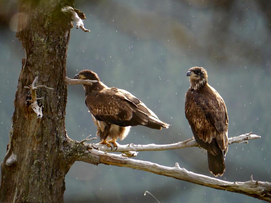 Juvenile Bald Eagles Photograph by Will LaVigne