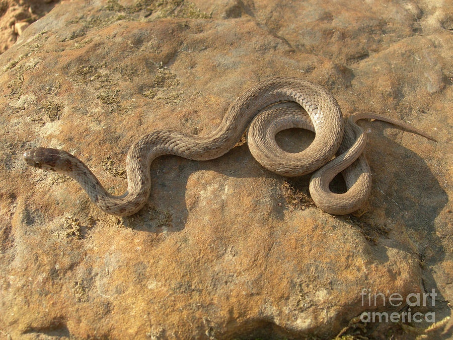Juvenile Banded Water Snake Photograph by Susan Leavines