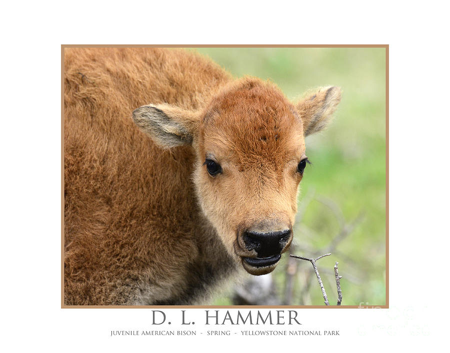 Juvenile Bison Photograph by Dennis Hammer