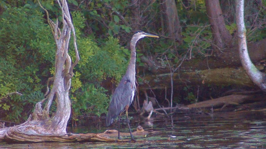 Nature Photograph - Juvenile Blue Heron In Manistee National Forrest Wetlands by Rosemarie E Seppala