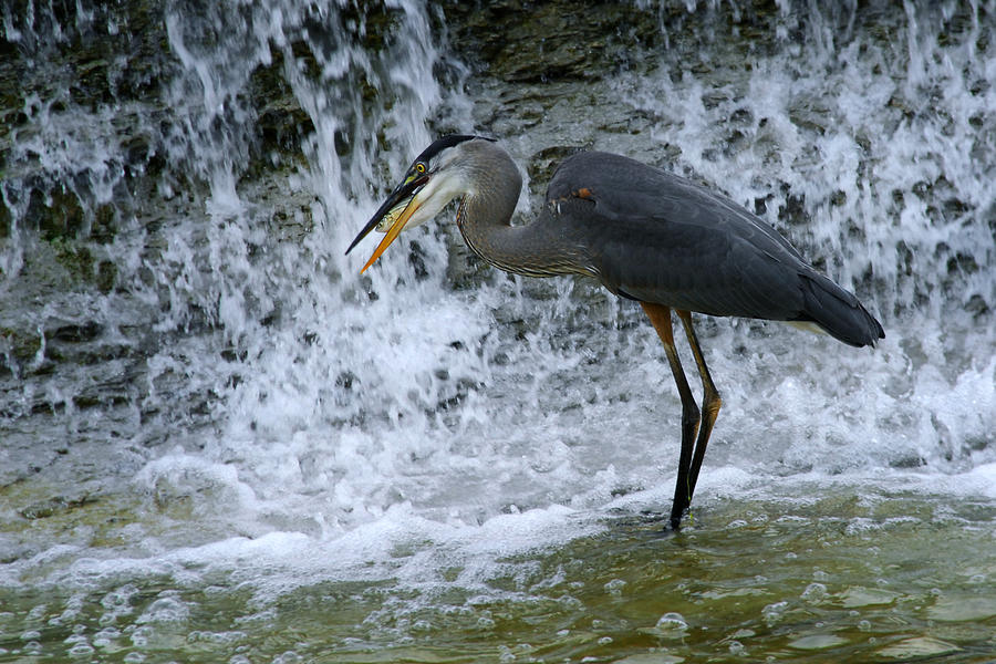 Juvenile Blue Heron Photograph by Tracy Smith Juvenile Blue Heron Photograph by Tracy Smith