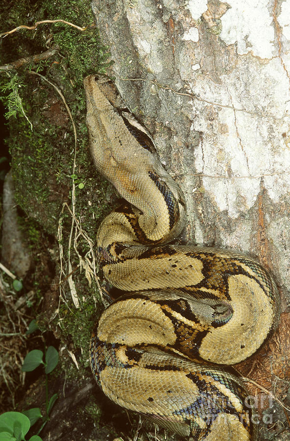 Boa Constrictor Photograph - Juvenile Boa Constrictor by Gregory G. Dimijian, M.D.