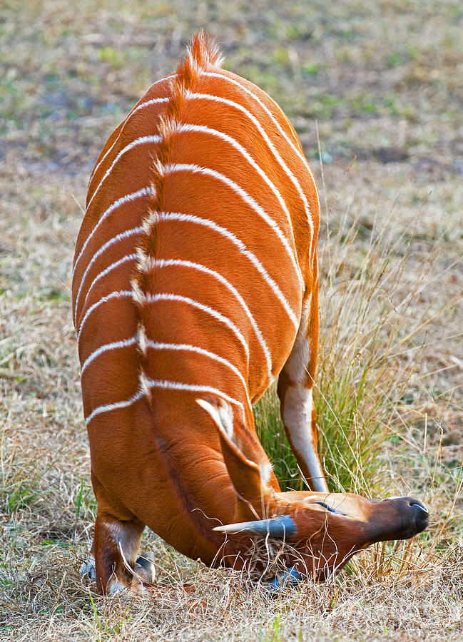 Nature Photograph - Juvenile Bongo Rubbing Horns by Millard H. Sharp