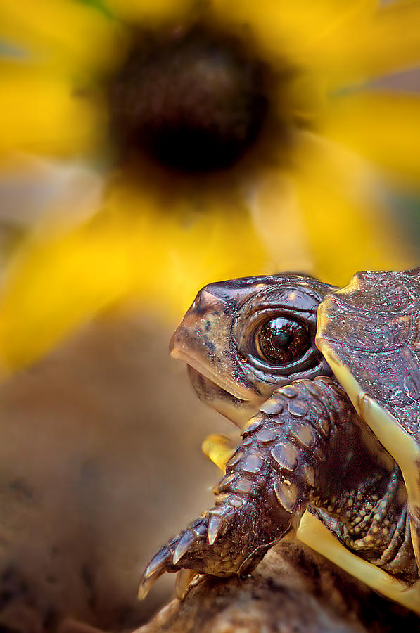 Juvenile Box Turtle Photograph by Robert Charity