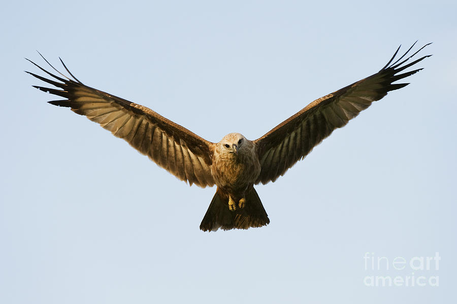 Bird Photograph - Juvenile Brahminy Kite Hovering by Tim Gainey