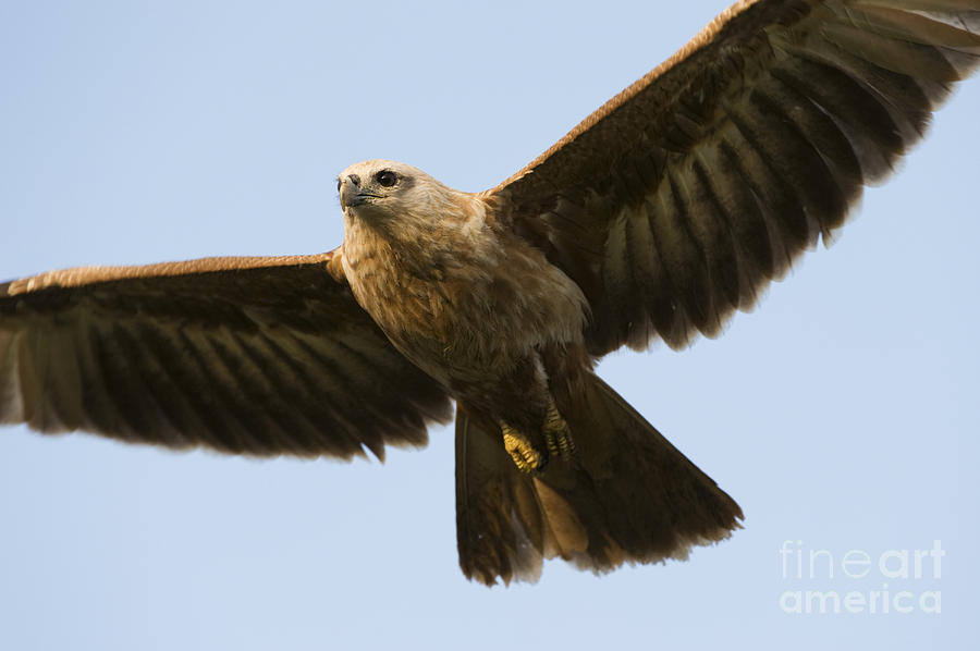 Bird Photograph - Juvenile Brahminy Kite by Tim Gainey