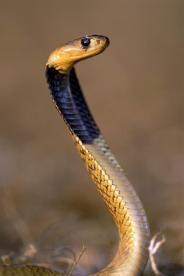 Juvenile Cape Cobra Photograph by Science Photo Library - Fine Art America