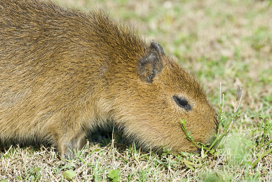 Juvenile Capybara Feeding Photograph by William H. Mullins
