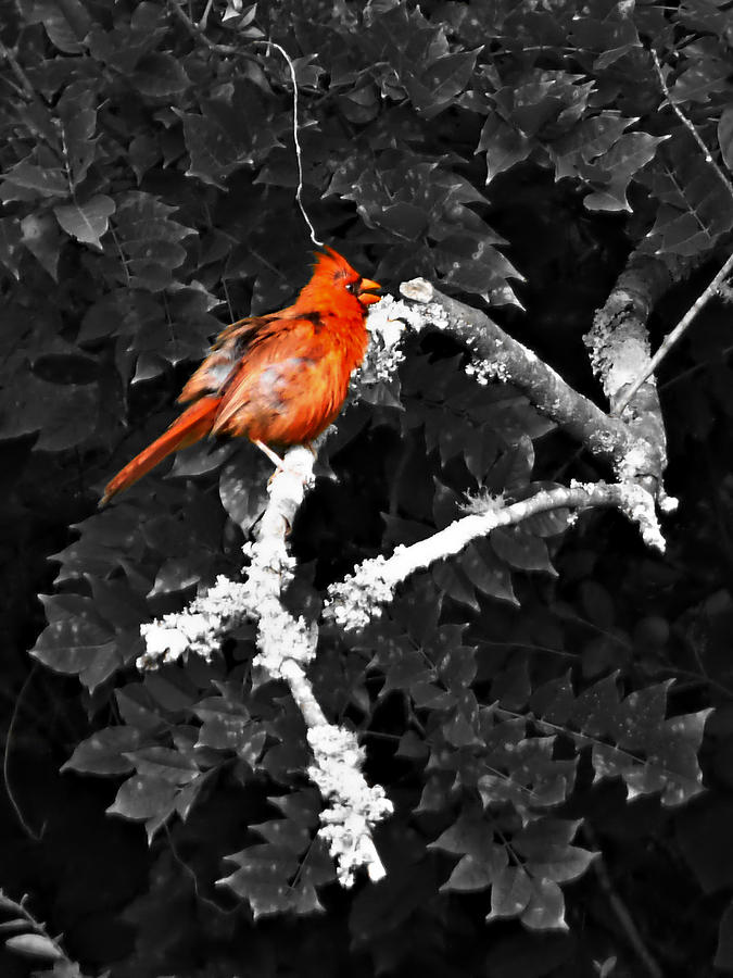 Juvenile Cardinal Photograph by Pete Trenholm