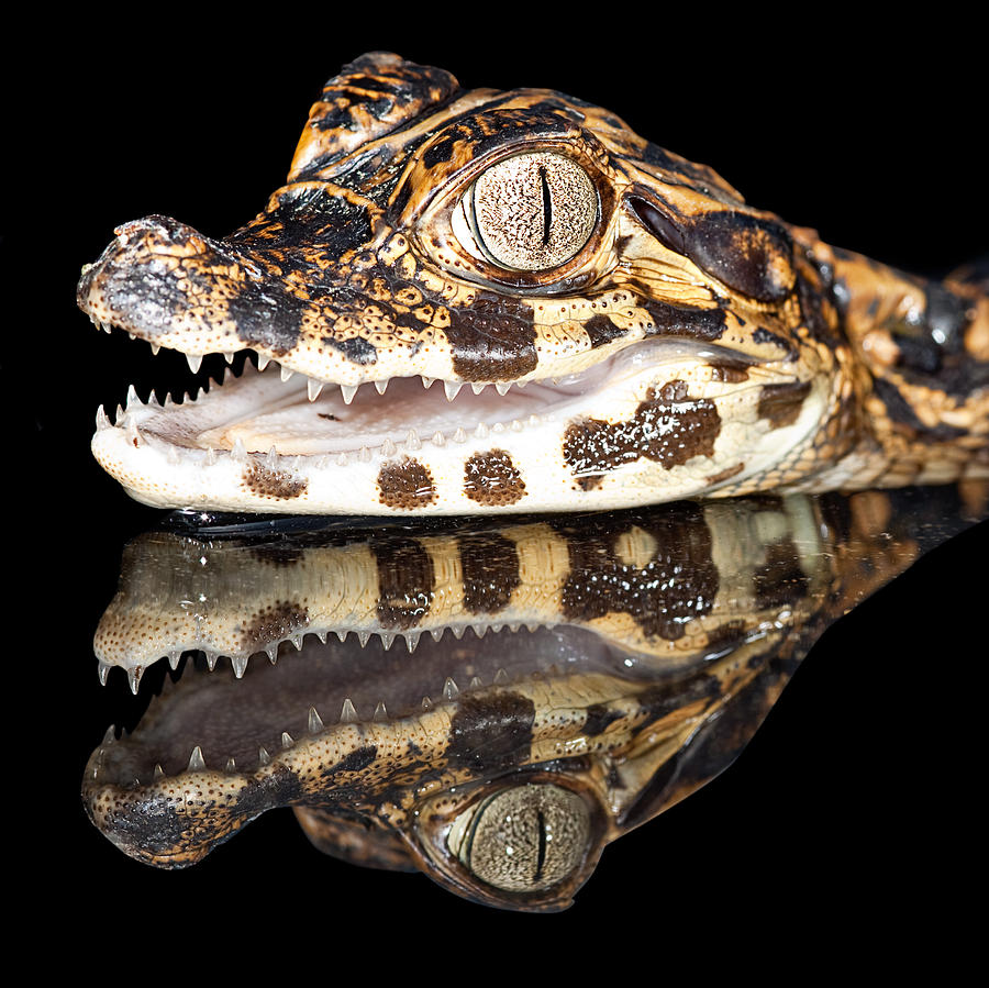 Juvenile cayman Photograph by Dirk Ercken | Fine Art America